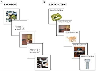 Age-related positivity effect in emotional memory consolidation from middle age to late adulthood